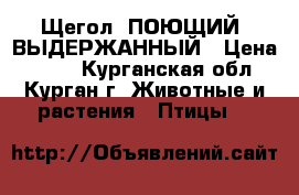 Щегол. ПОЮЩИЙ. ВЫДЕРЖАННЫЙ › Цена ­ 350 - Курганская обл., Курган г. Животные и растения » Птицы   